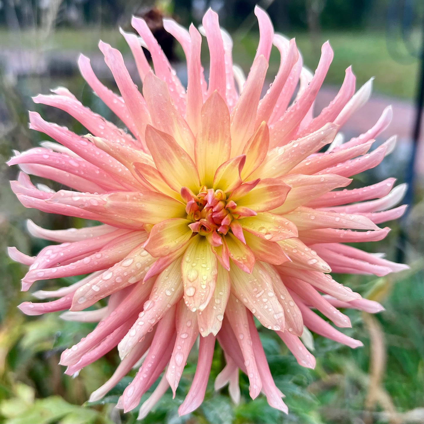 'Camano Sitka' Tuber