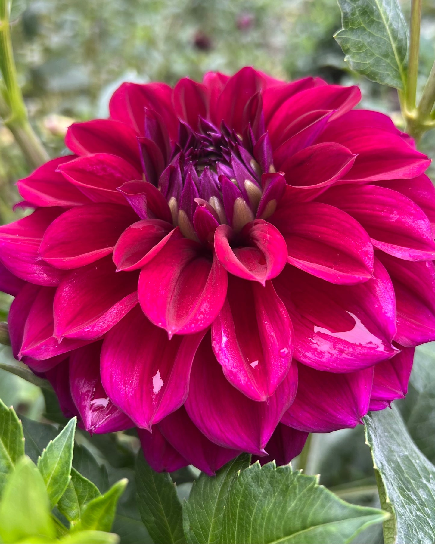 'Camano Concord' Tuber