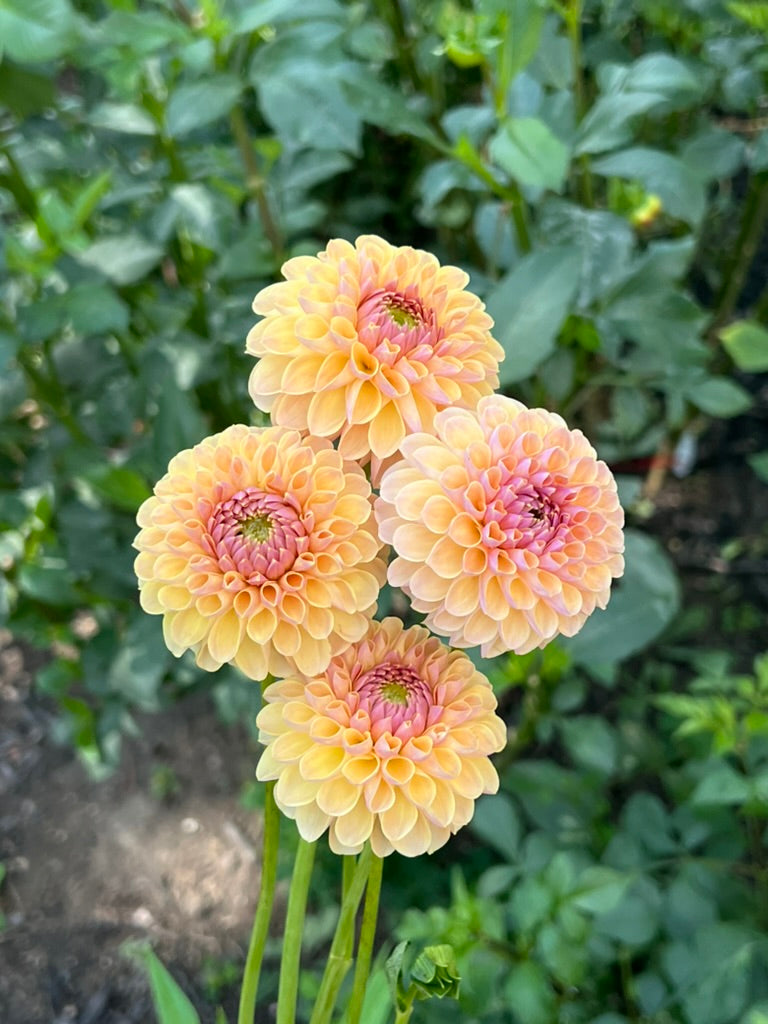 'KA's® Daybreak' Tuber