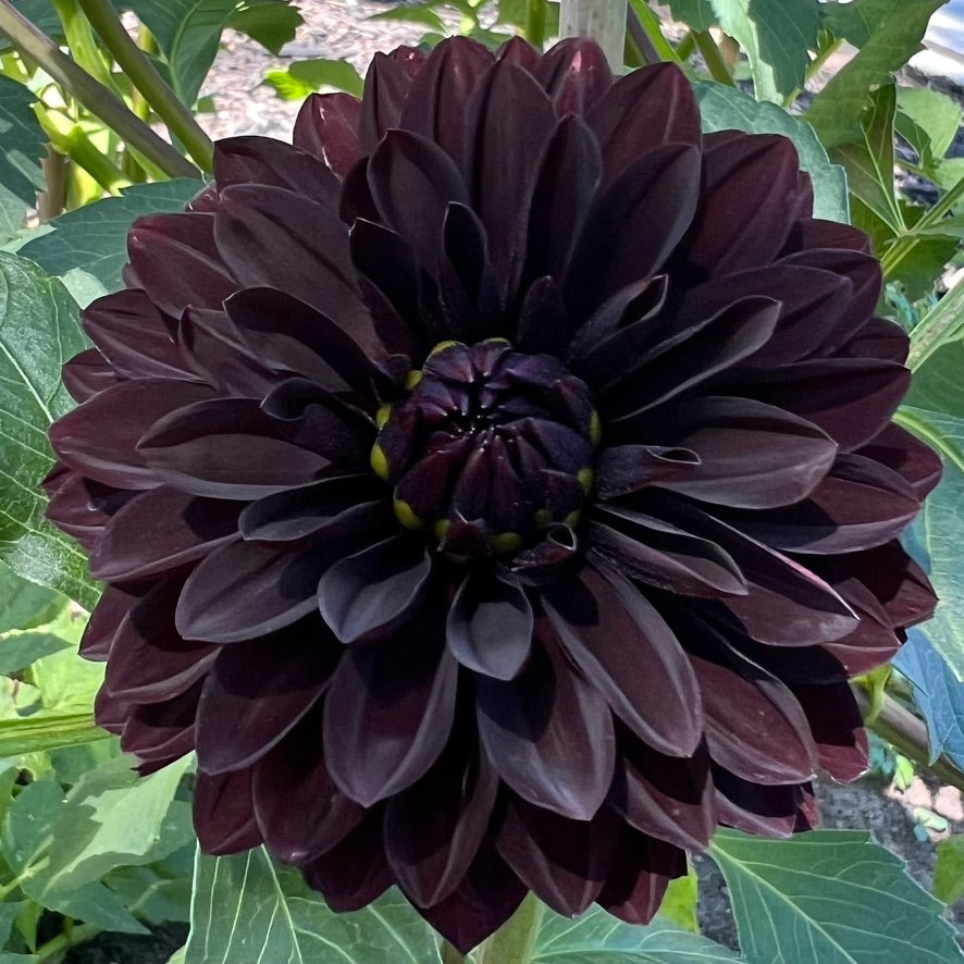 'Czarny Charakter' Tuber
