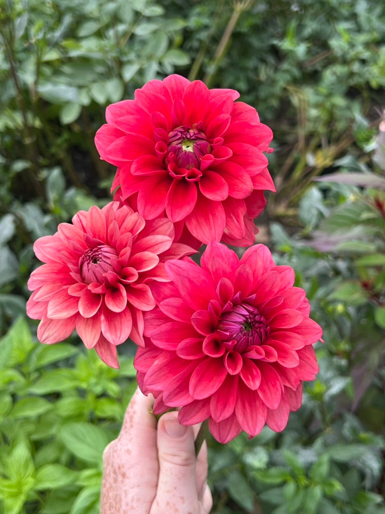 'Bella Raimi' Tuber