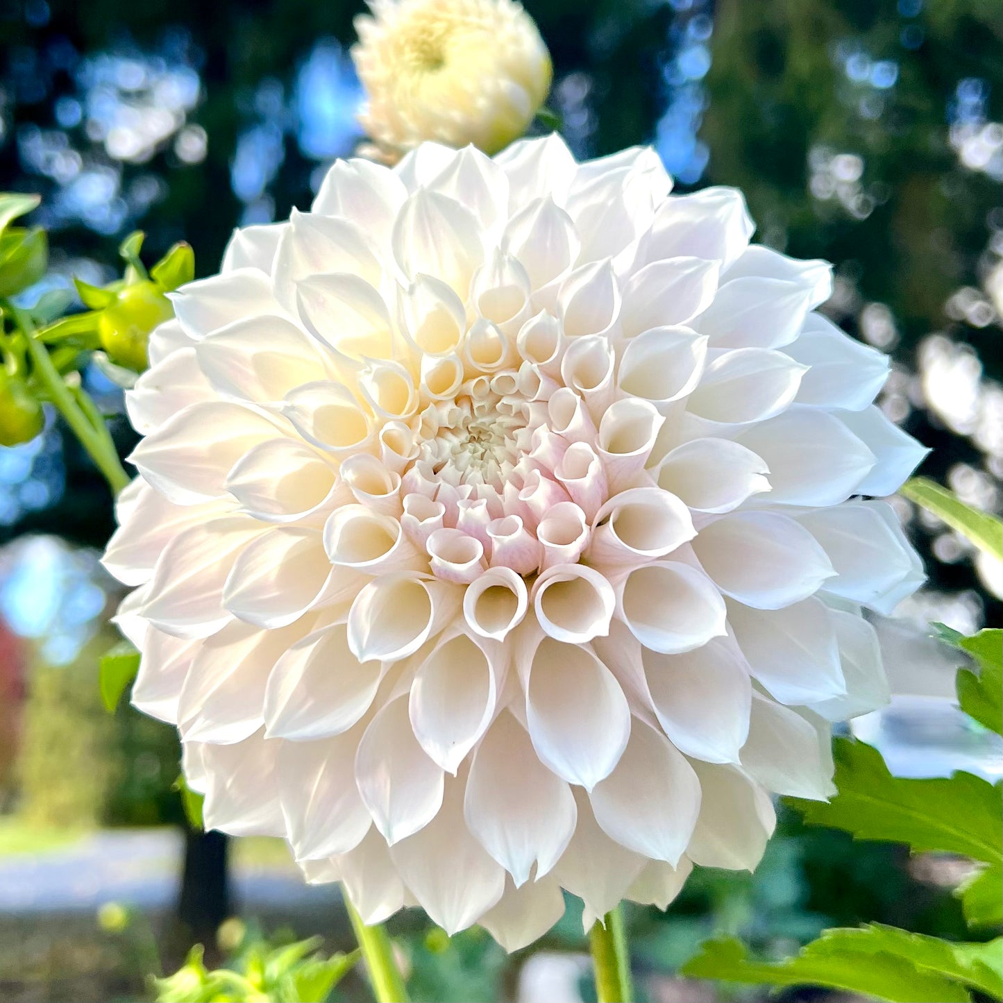 'KA's® Bella Luna' Rooted Cutting SPRING SHIP PRESALE