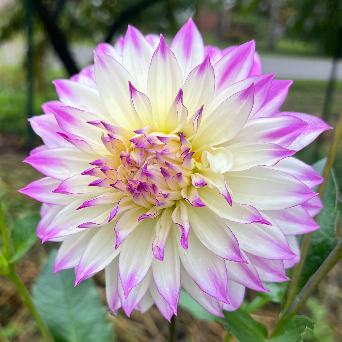 'Ferncliff Illusion' Tuber