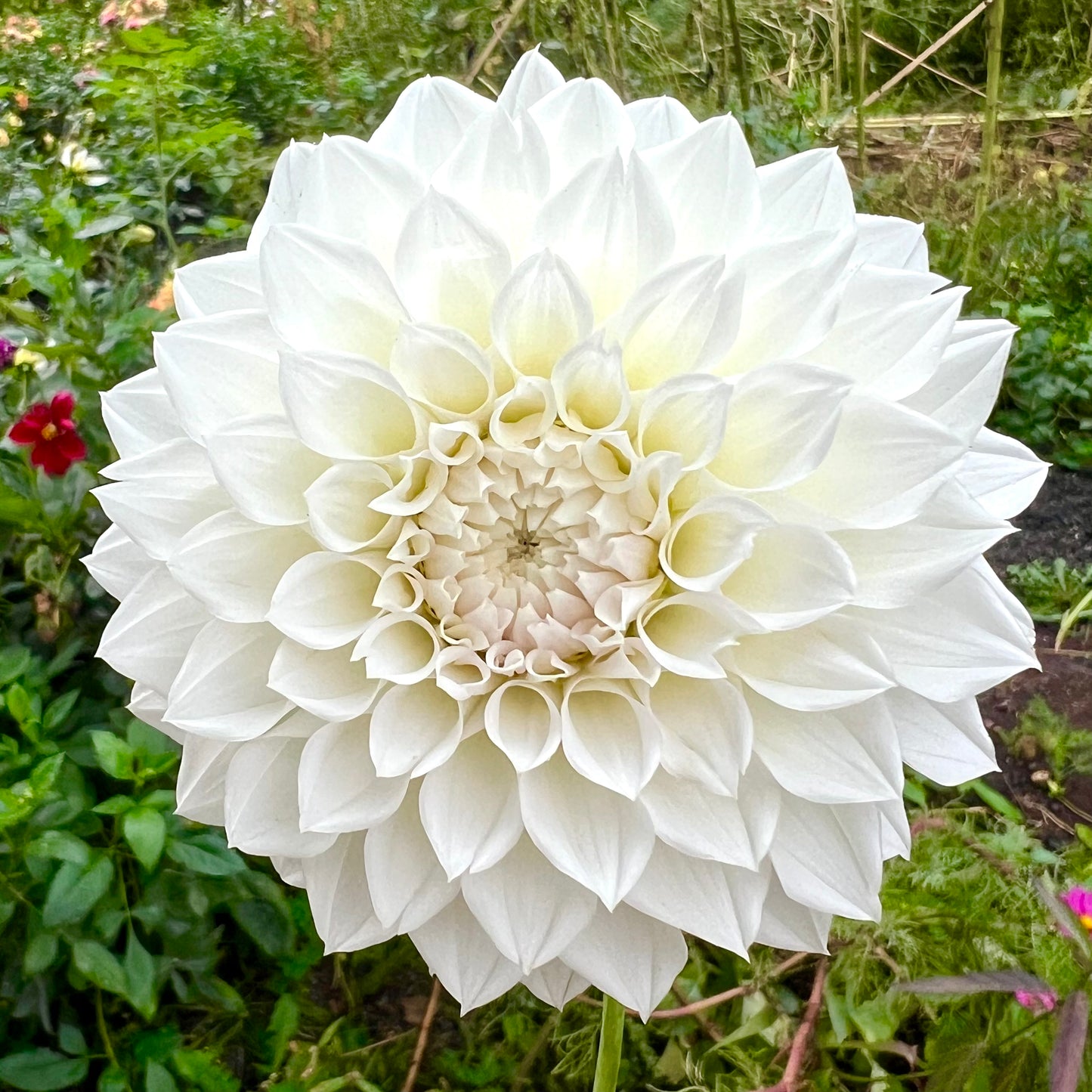 'KA's® Bella Luna' Rooted Cutting