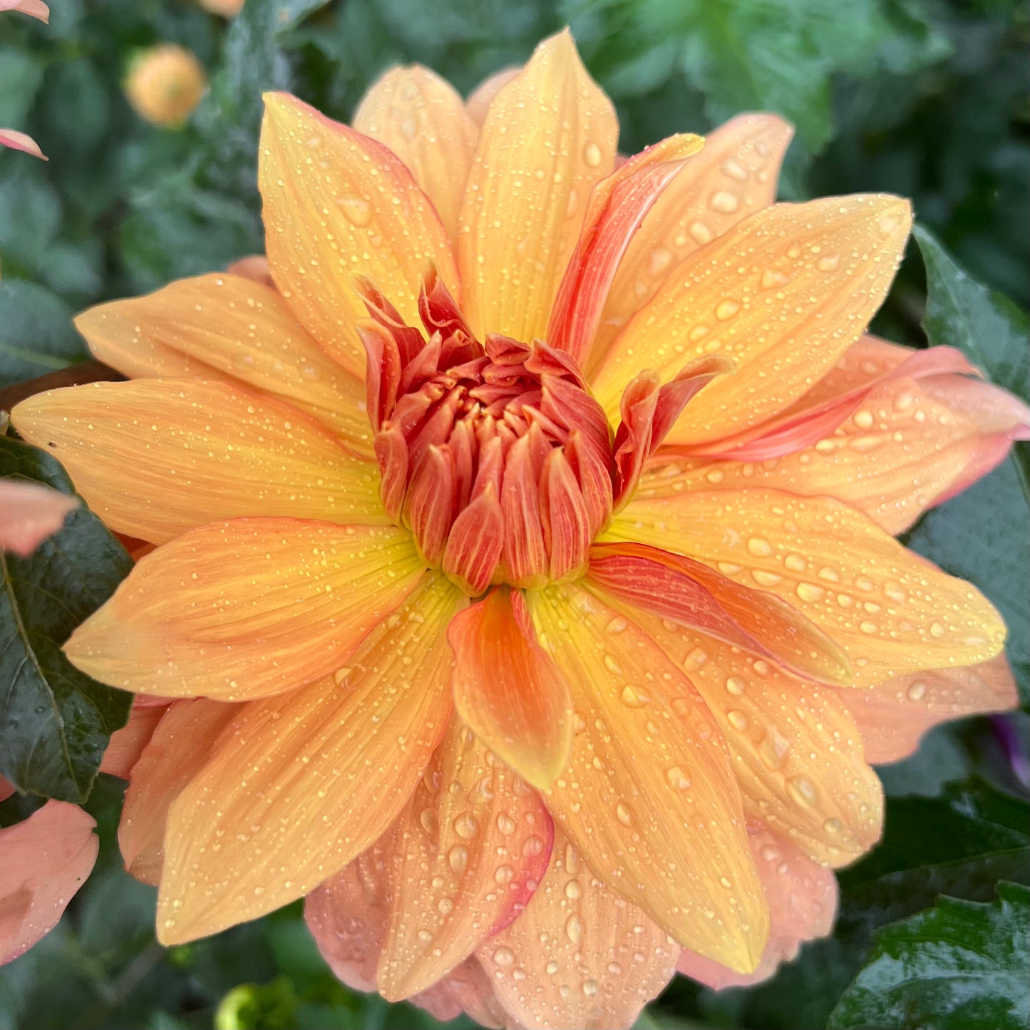 'Mango Madness' Tuber SPRING SHIP PRESALE