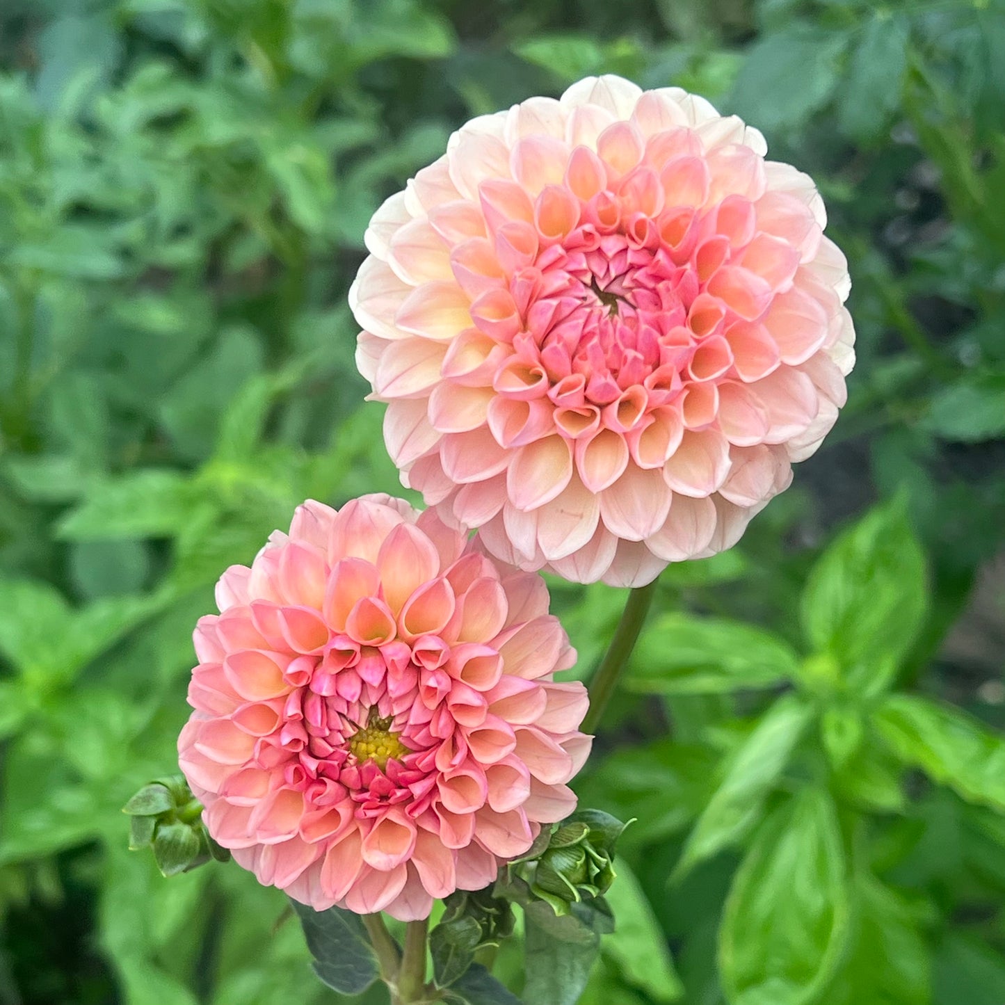 'Lee's Beech Glow' Tuber