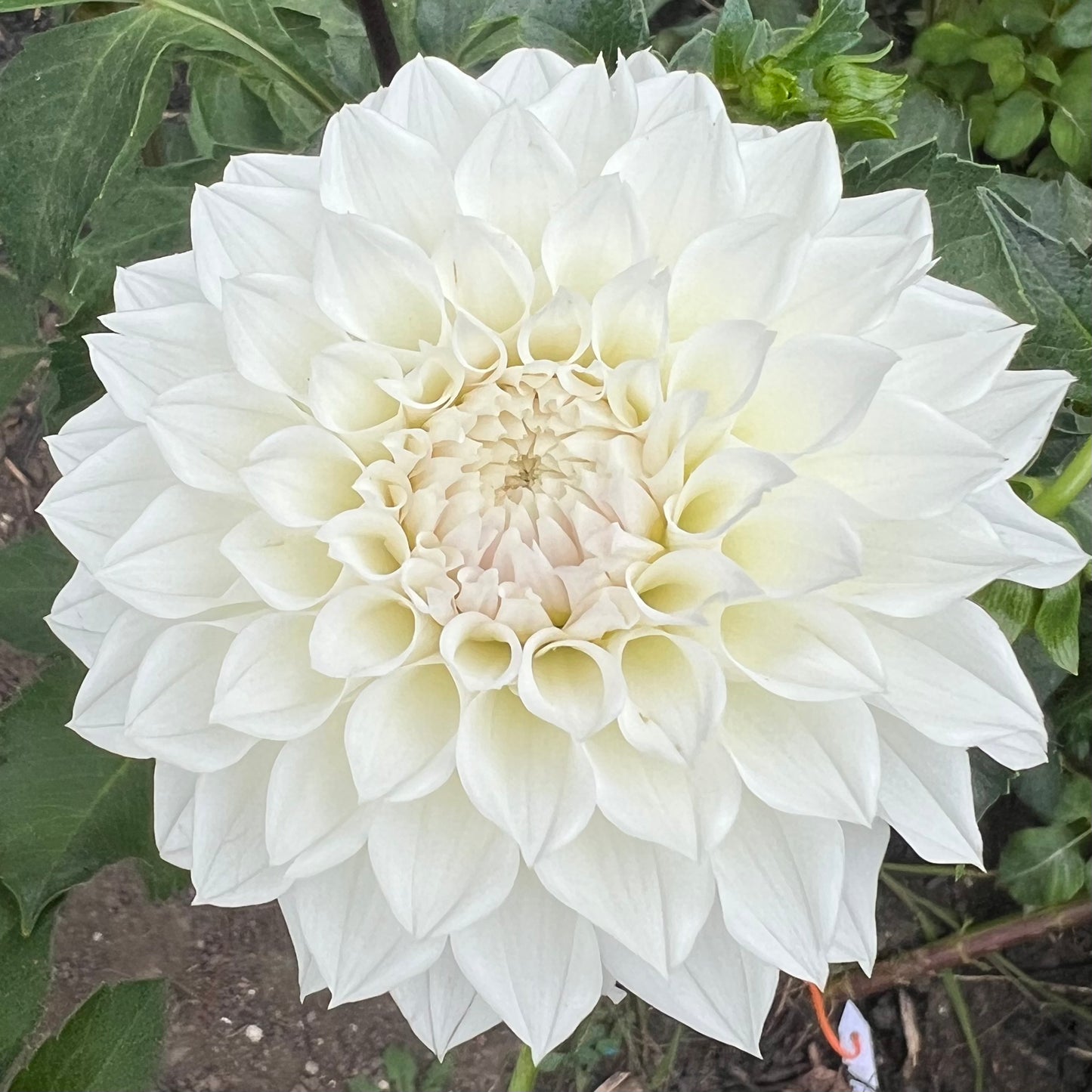 'KA's® Bella Luna' Tuber