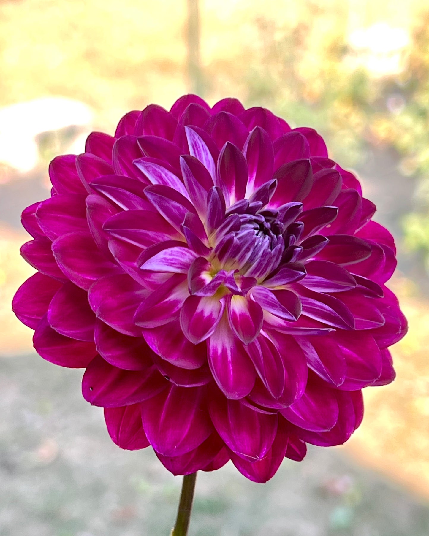 'Sandia Bertha' Tuber