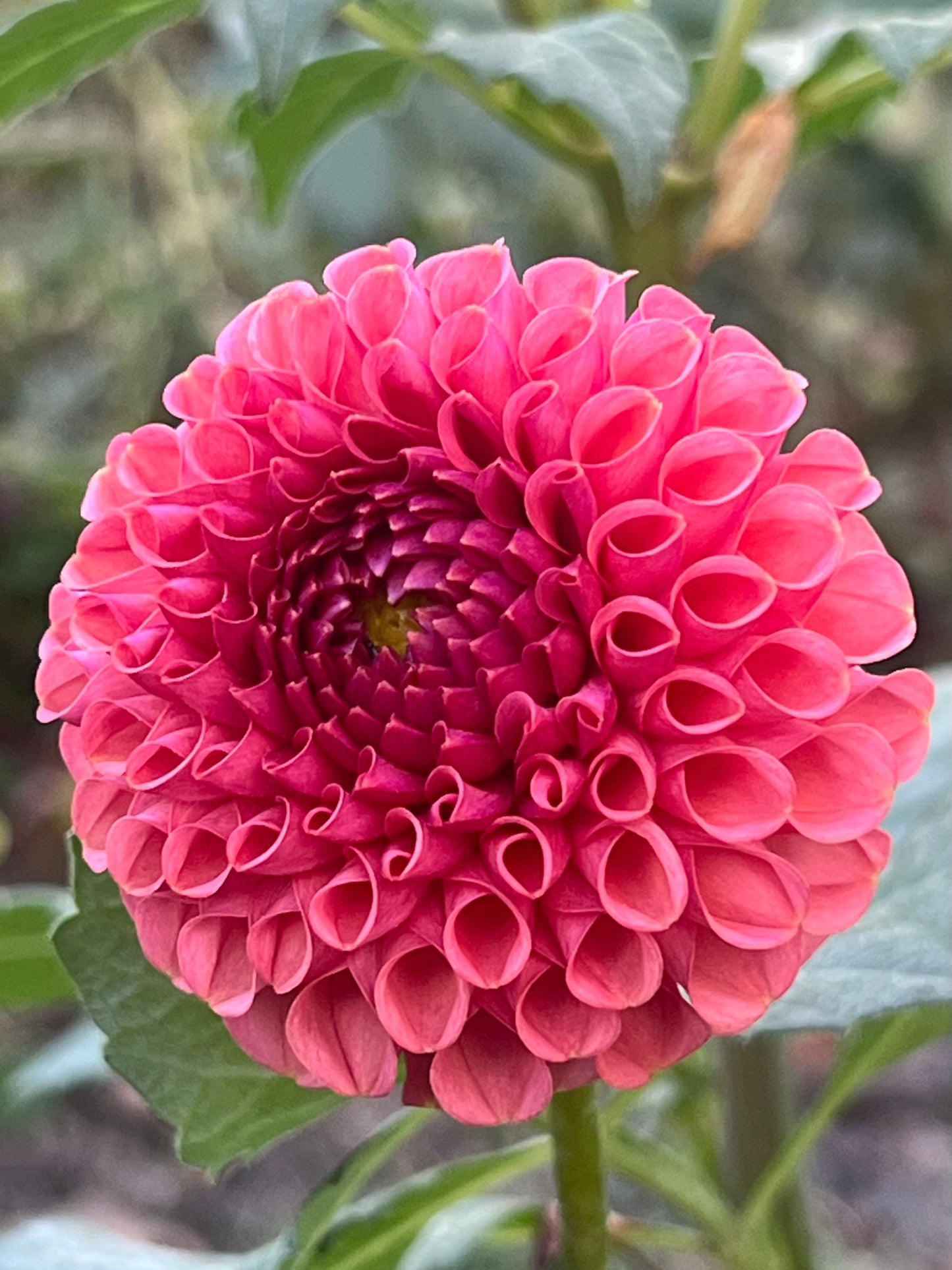 'Ferncliff Rusty' Tuber
