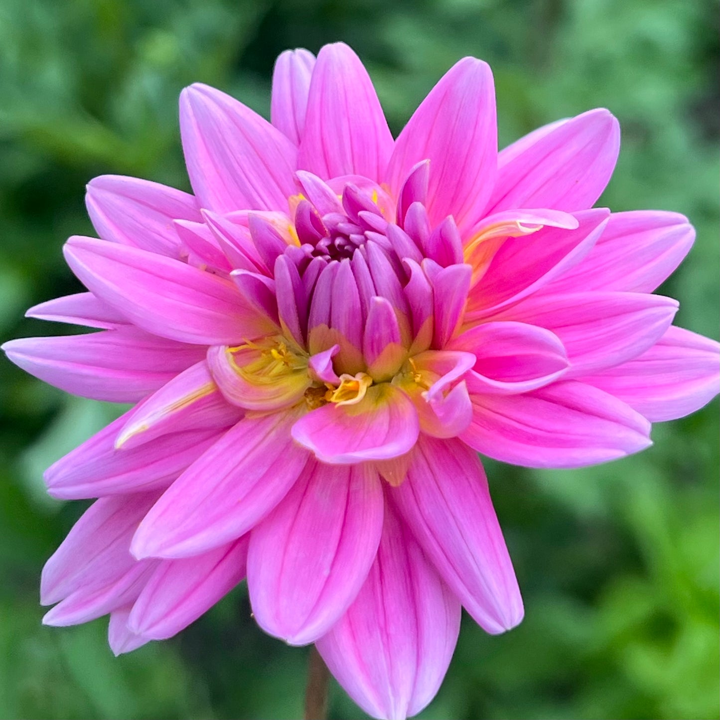 'Hollyhill Pink Martini' Tuber