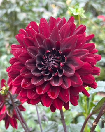 'Karma Choc' Tuber