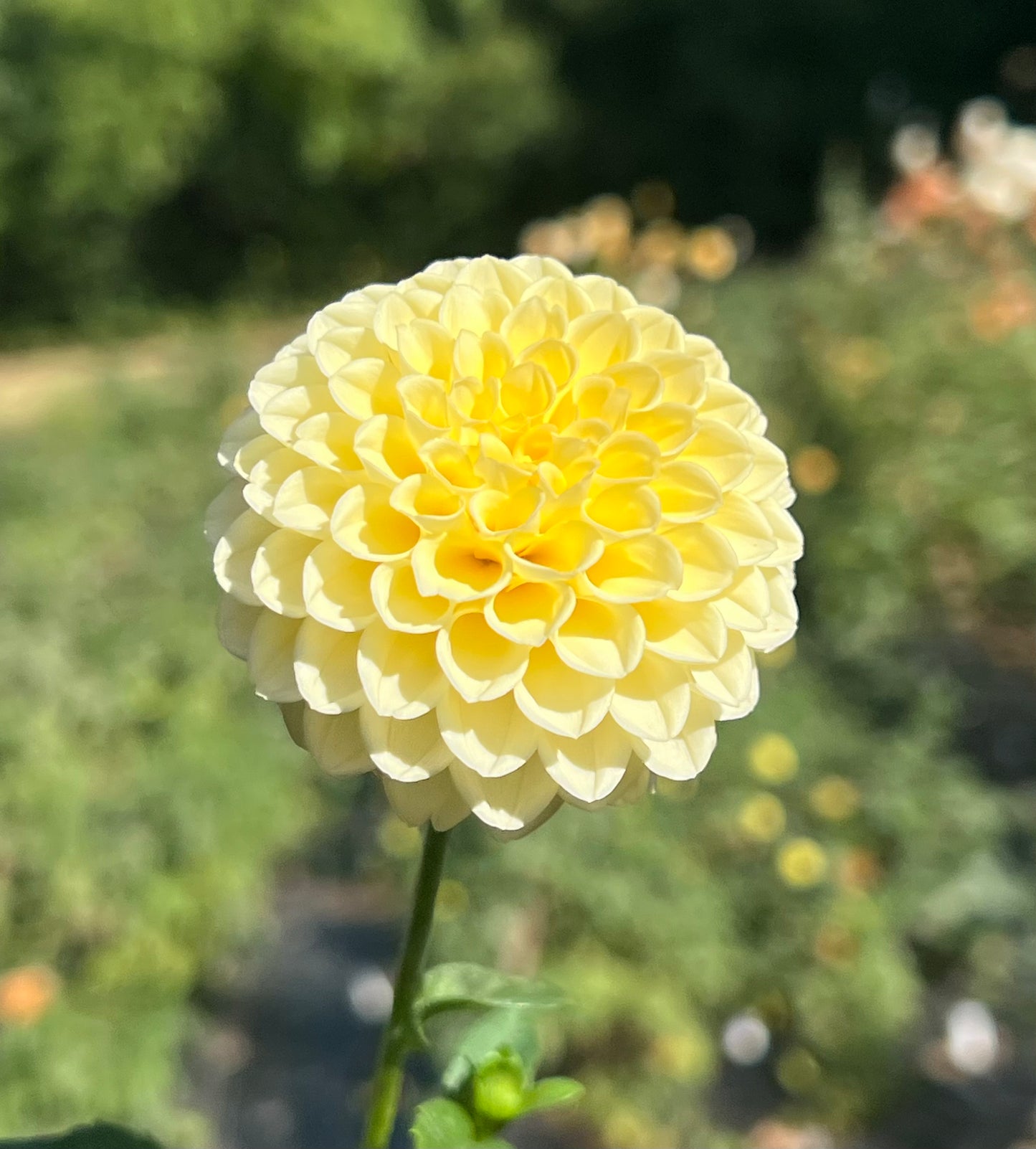 'Creamy' Tuber