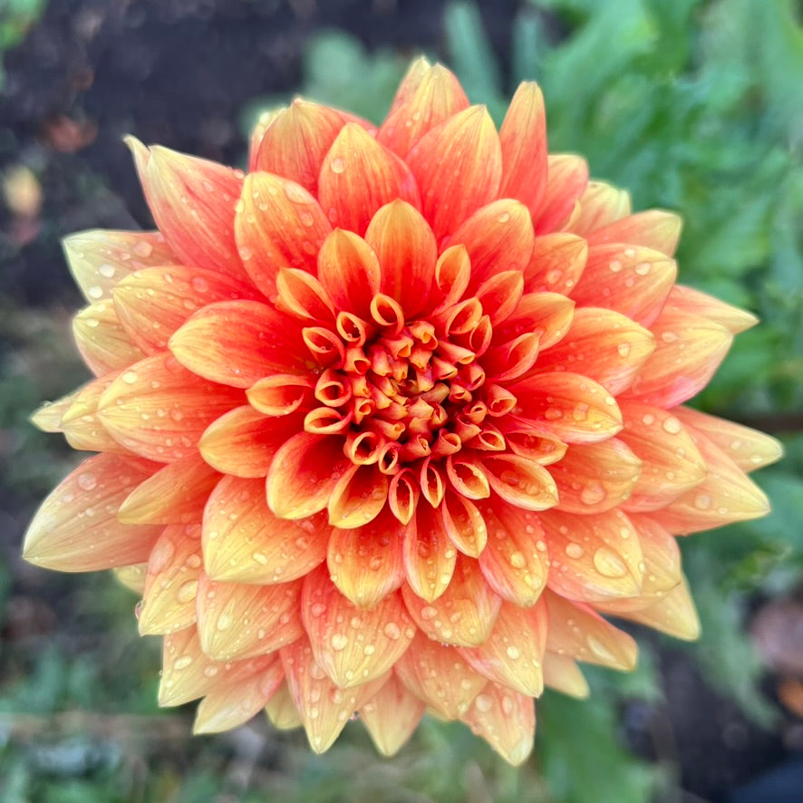 'Steven David' Tuber