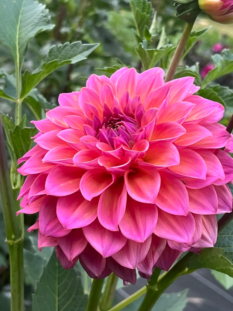 'Bloomquist Dave' Tuber
