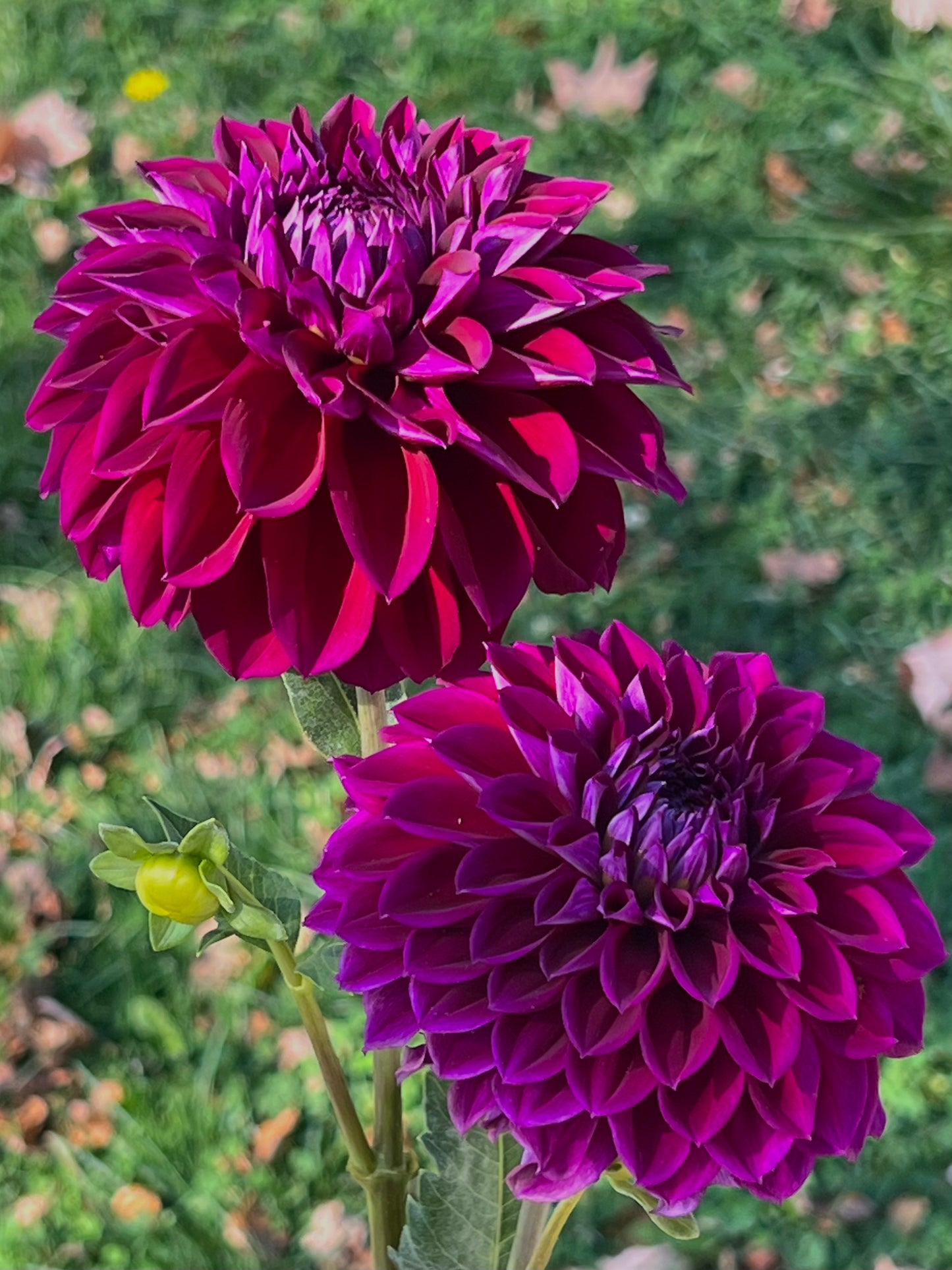 'Camano Concord' Tuber