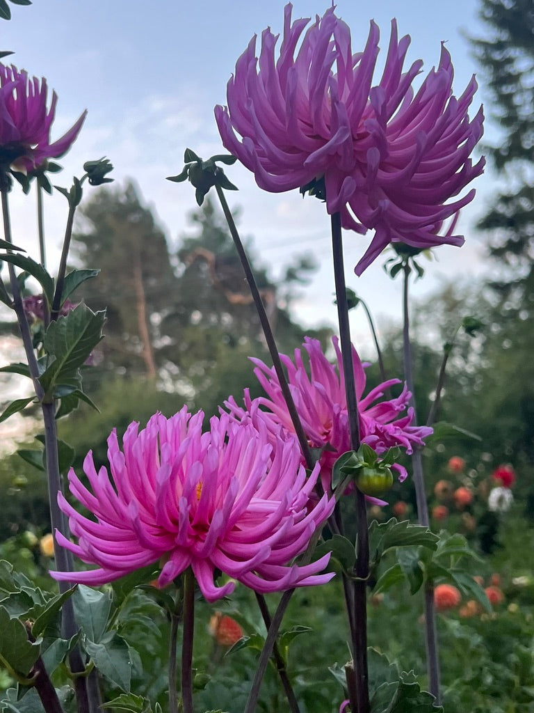 'Hollyhill Madison' Tuber