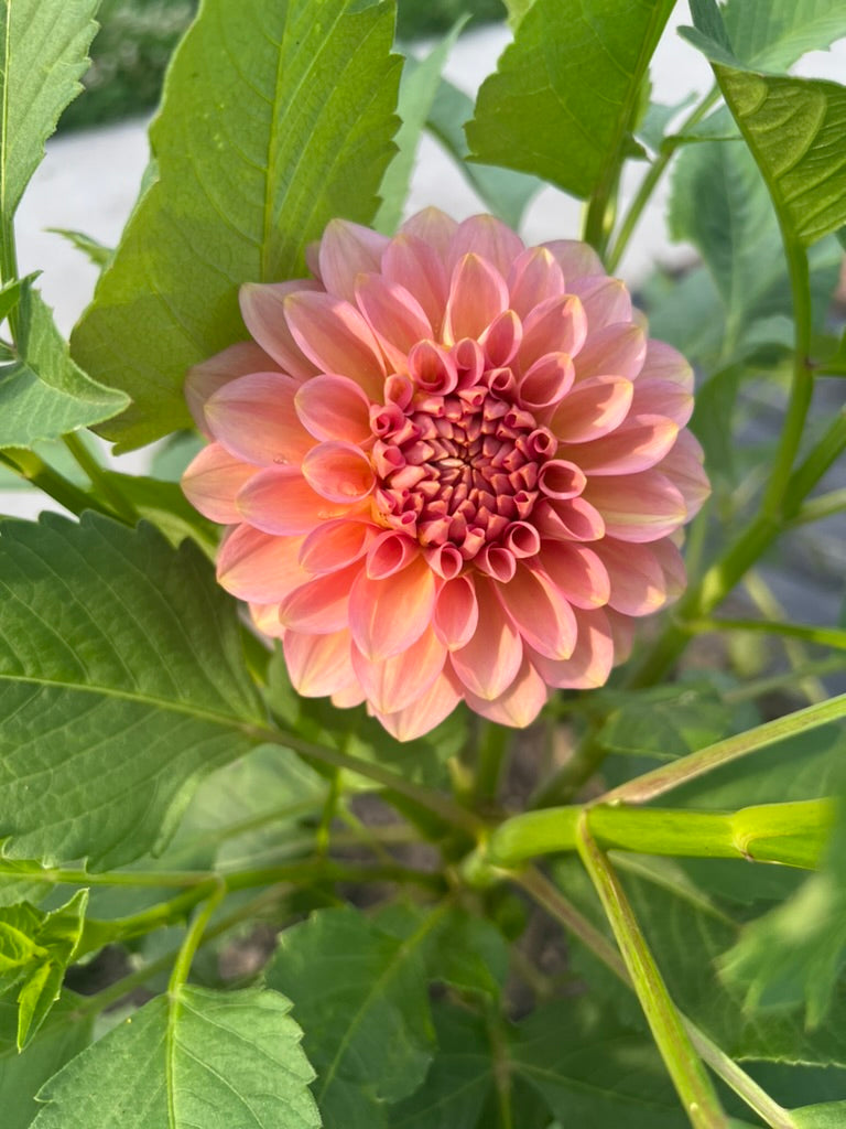 '20th Ave Pink Cloud' Tuber