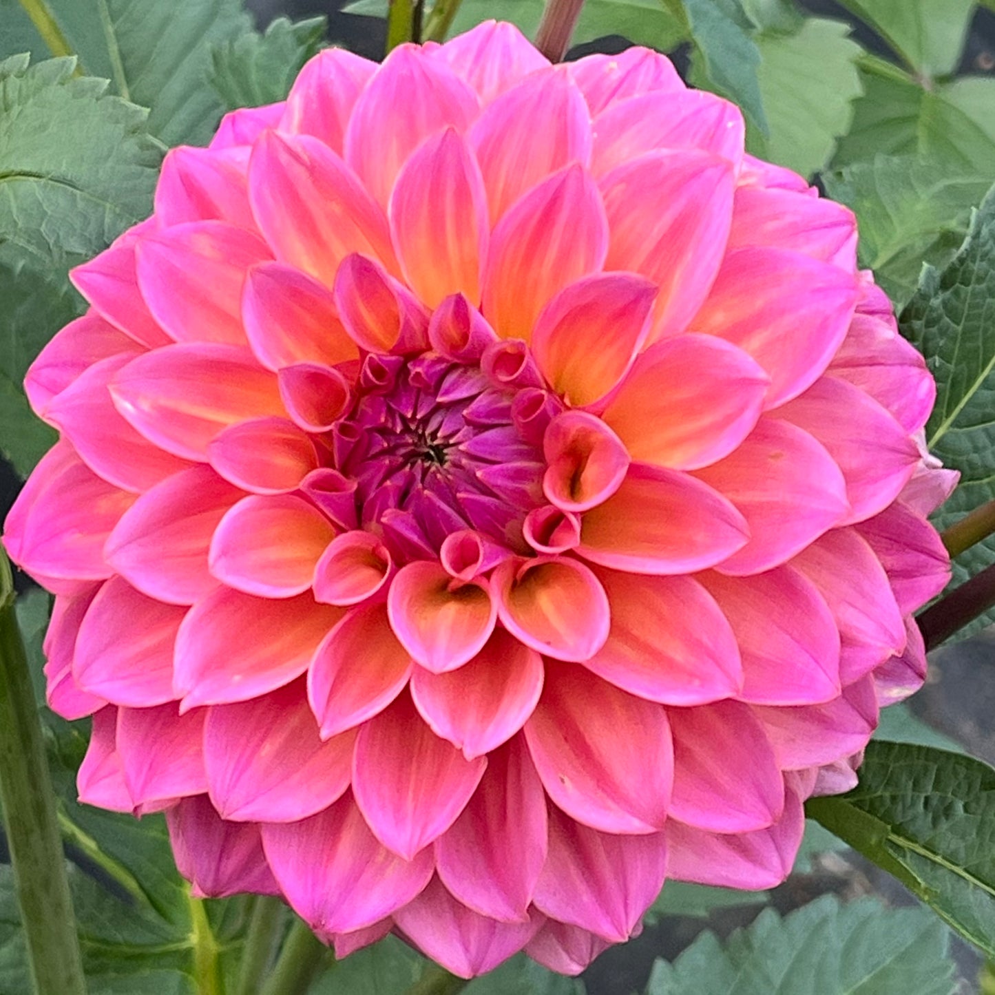 'Bloomquist Dave' Tuber