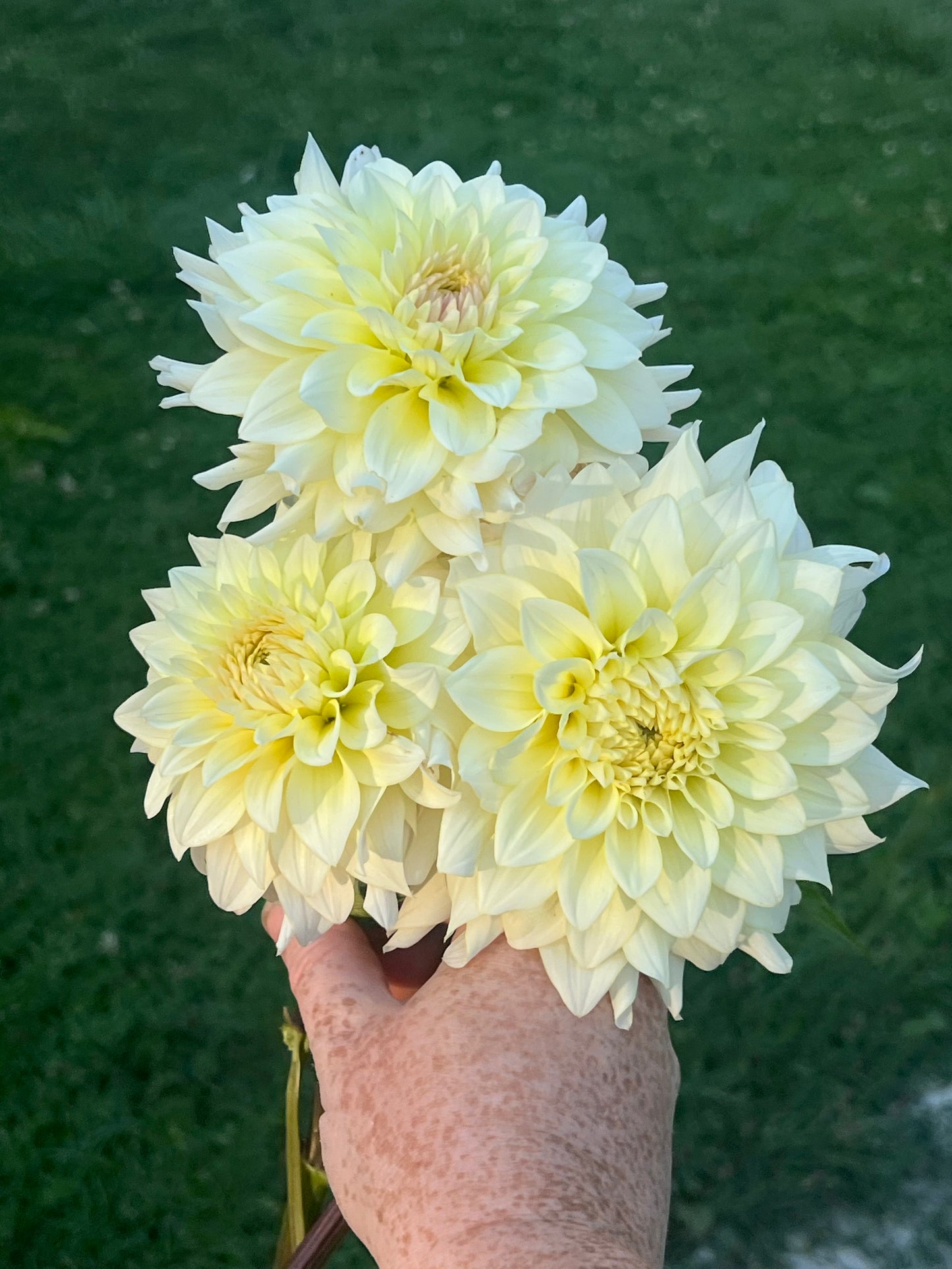 'Lee's Halo' Tuber