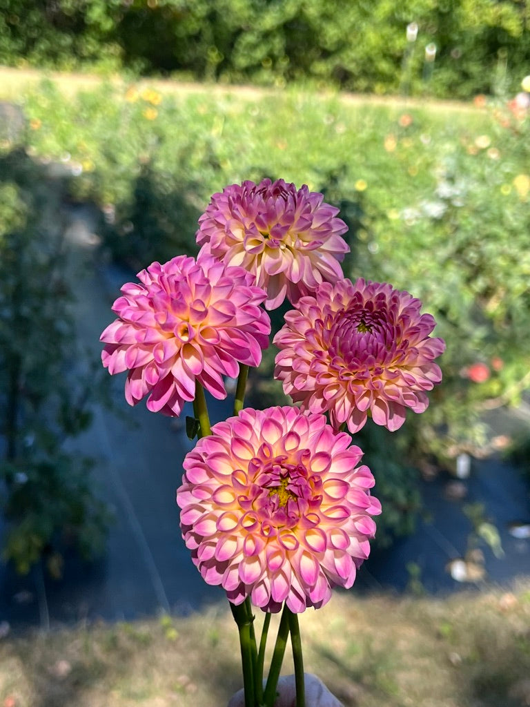 'Skipley Lois Jean' Tuber