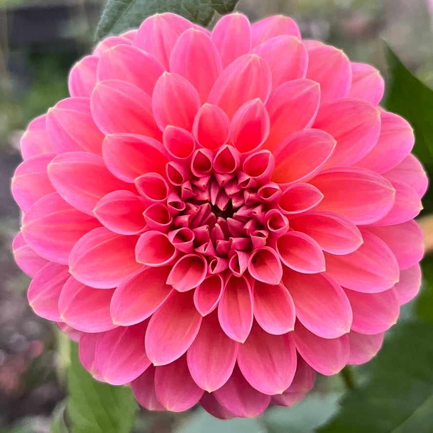 'Great Silence' Tuber
