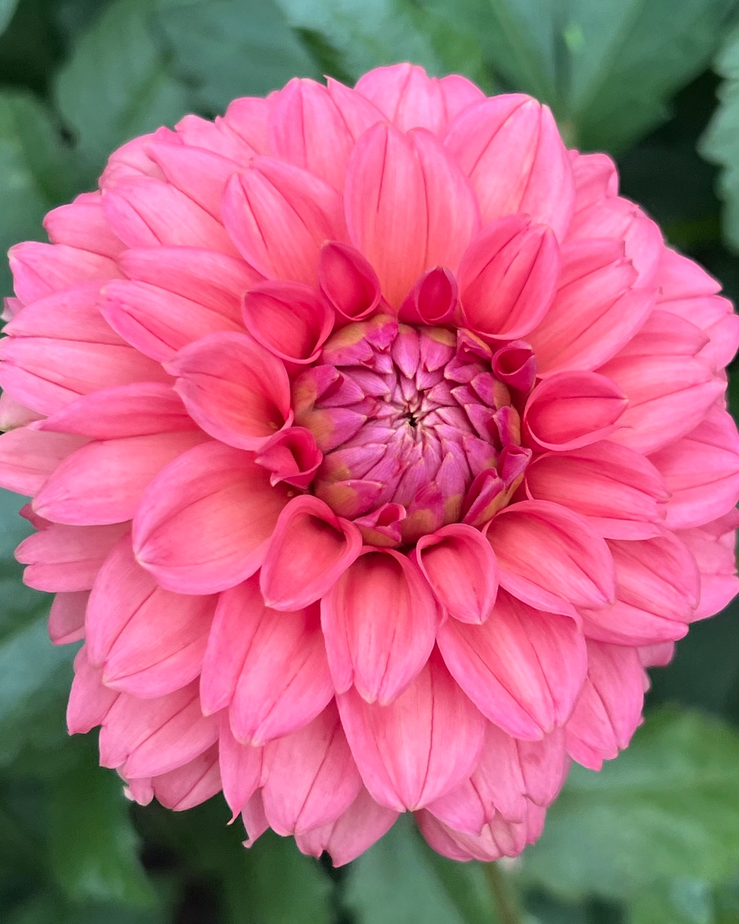 'Lee's Ellis' Tuber