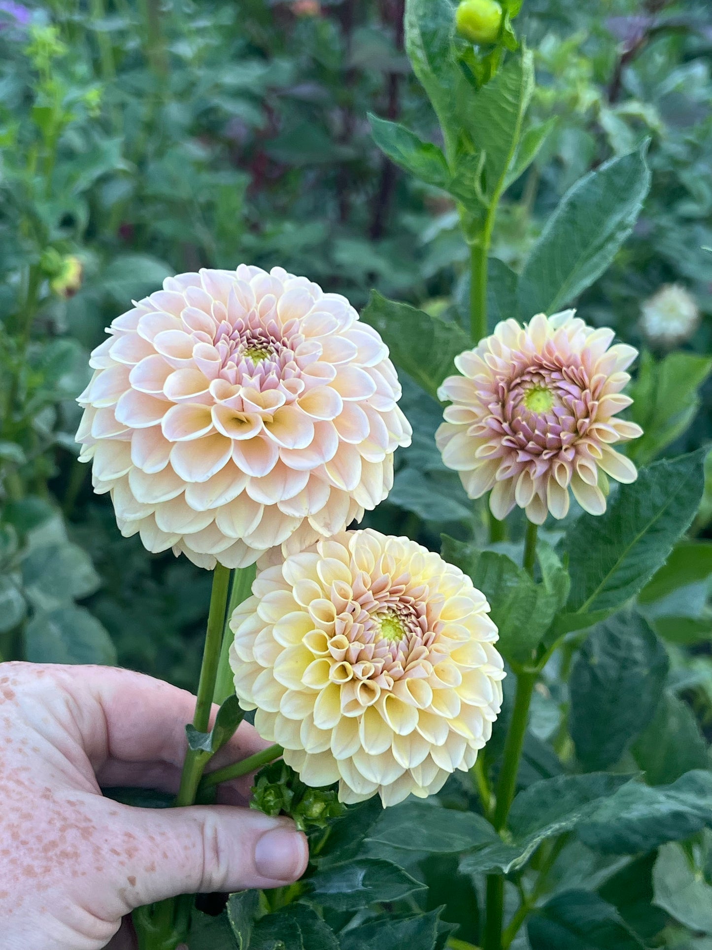 'KA's® Cinder Rose' Rooted Cutting