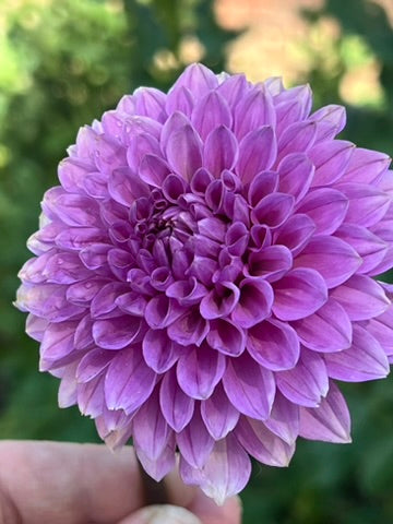 'Lee's Flute Loop Lilac' Tuber
