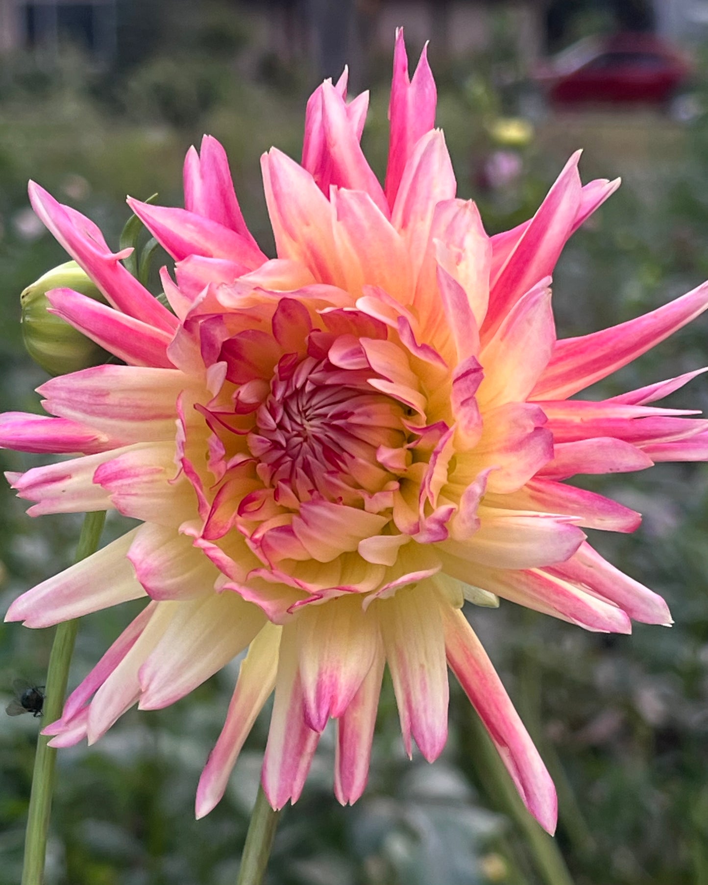 'Maks Kaleidoscope' Tuber