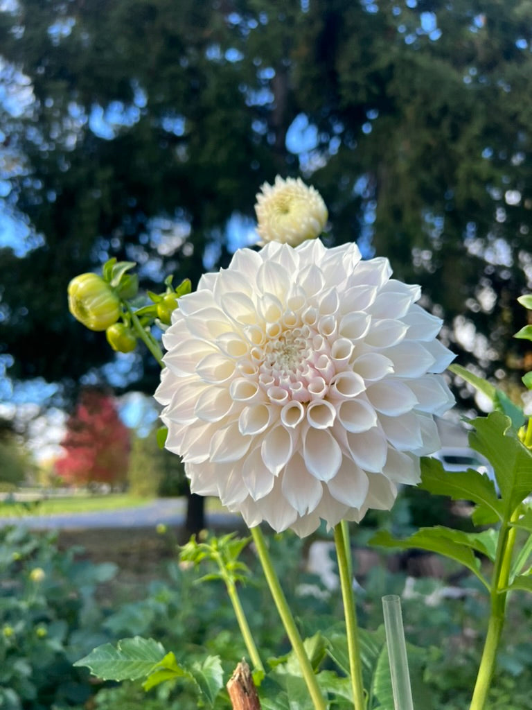 'KA's® Bella Luna' Tuber