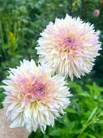 'Lee's Pink Grapefruit' Tuber