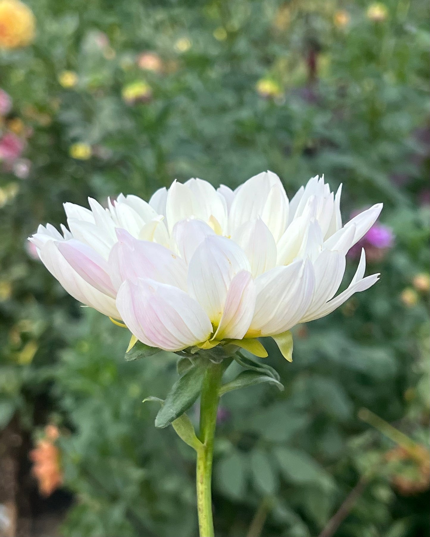 'Hollyhill Lilibet' Tuber