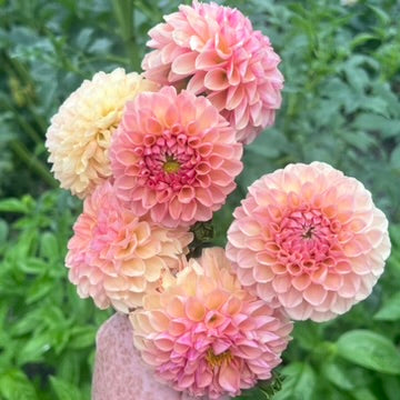 'Lee's Beech Glow' Tuber