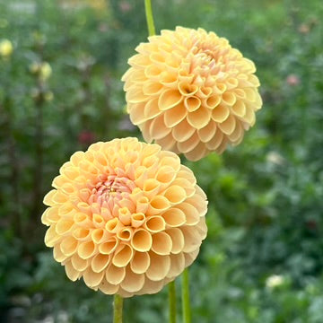 'KA's® Daybreak' Tuber