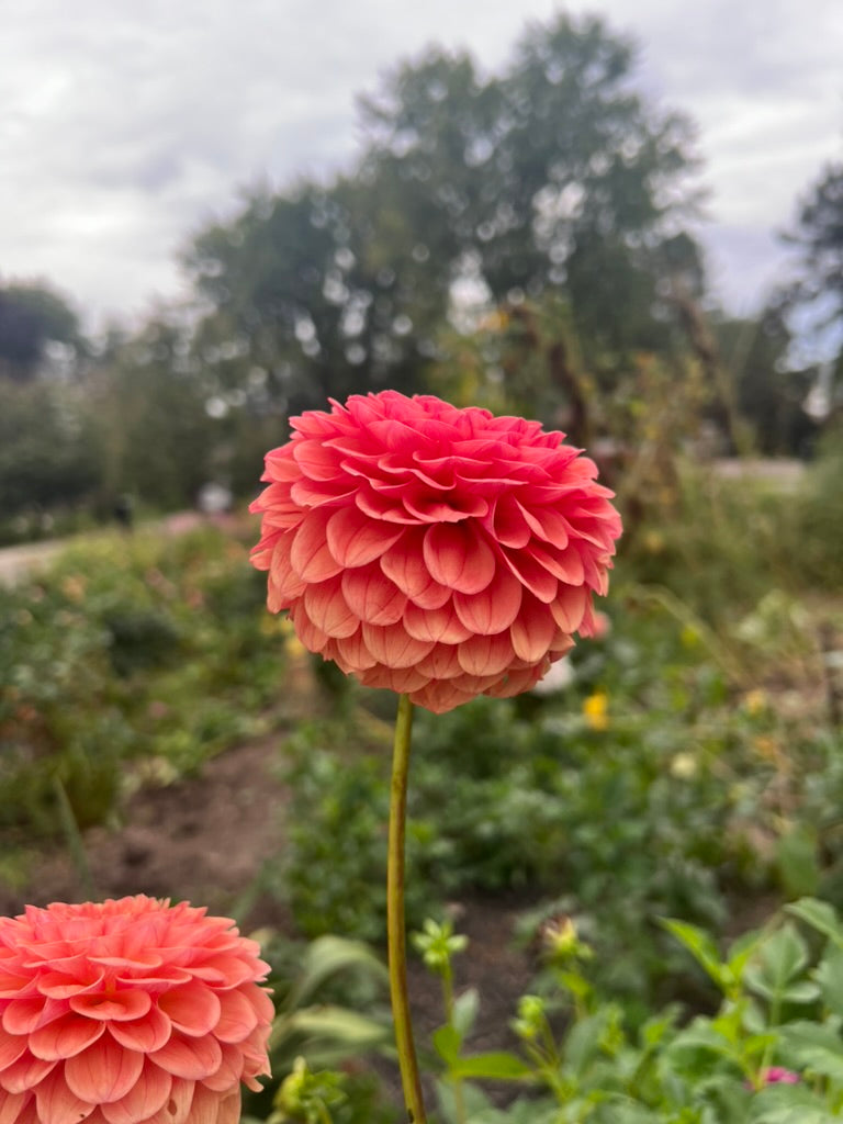 'KA's® Blood Orange' Tuber