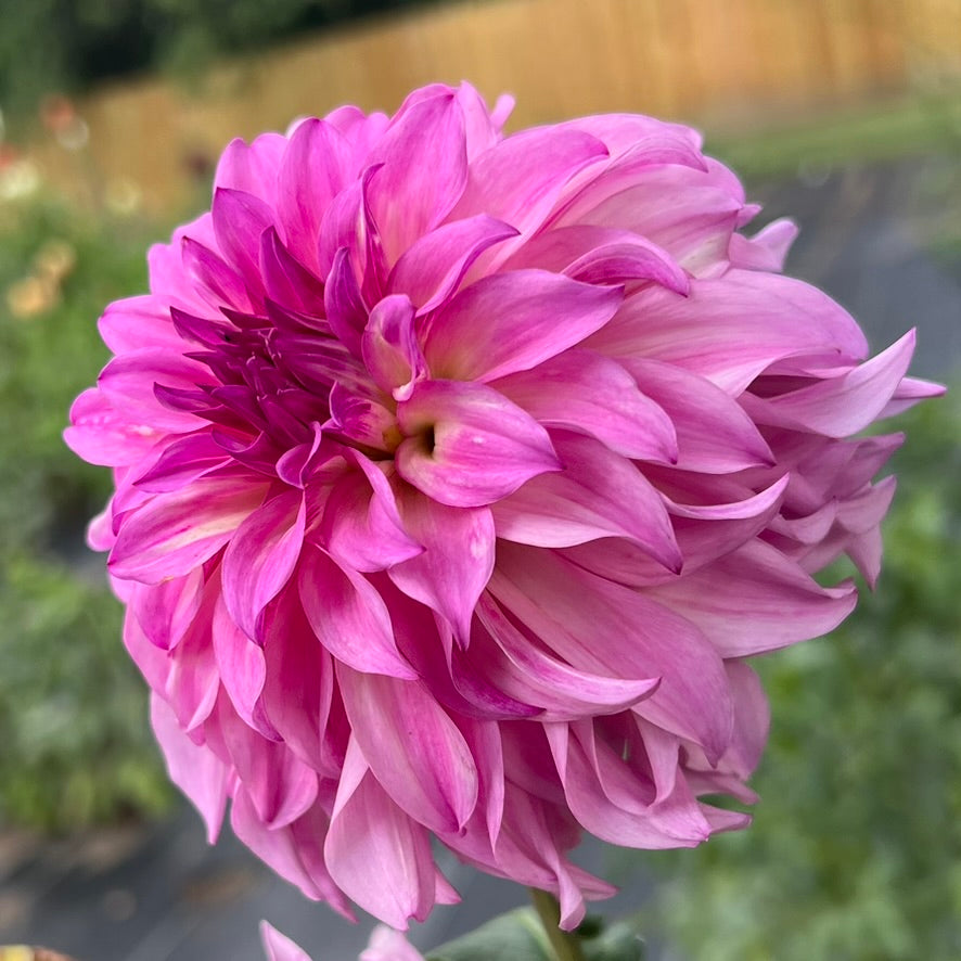 'Colorado Classic' Tuber