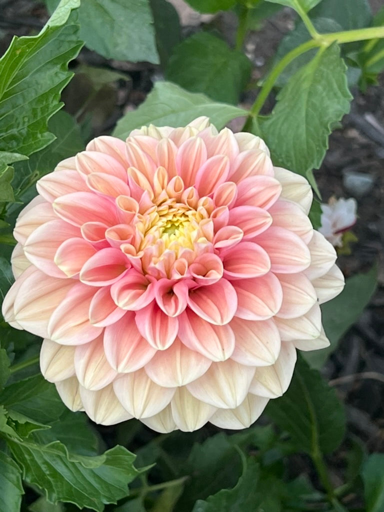 'Florelie Kindness' Tuber 🇦🇺