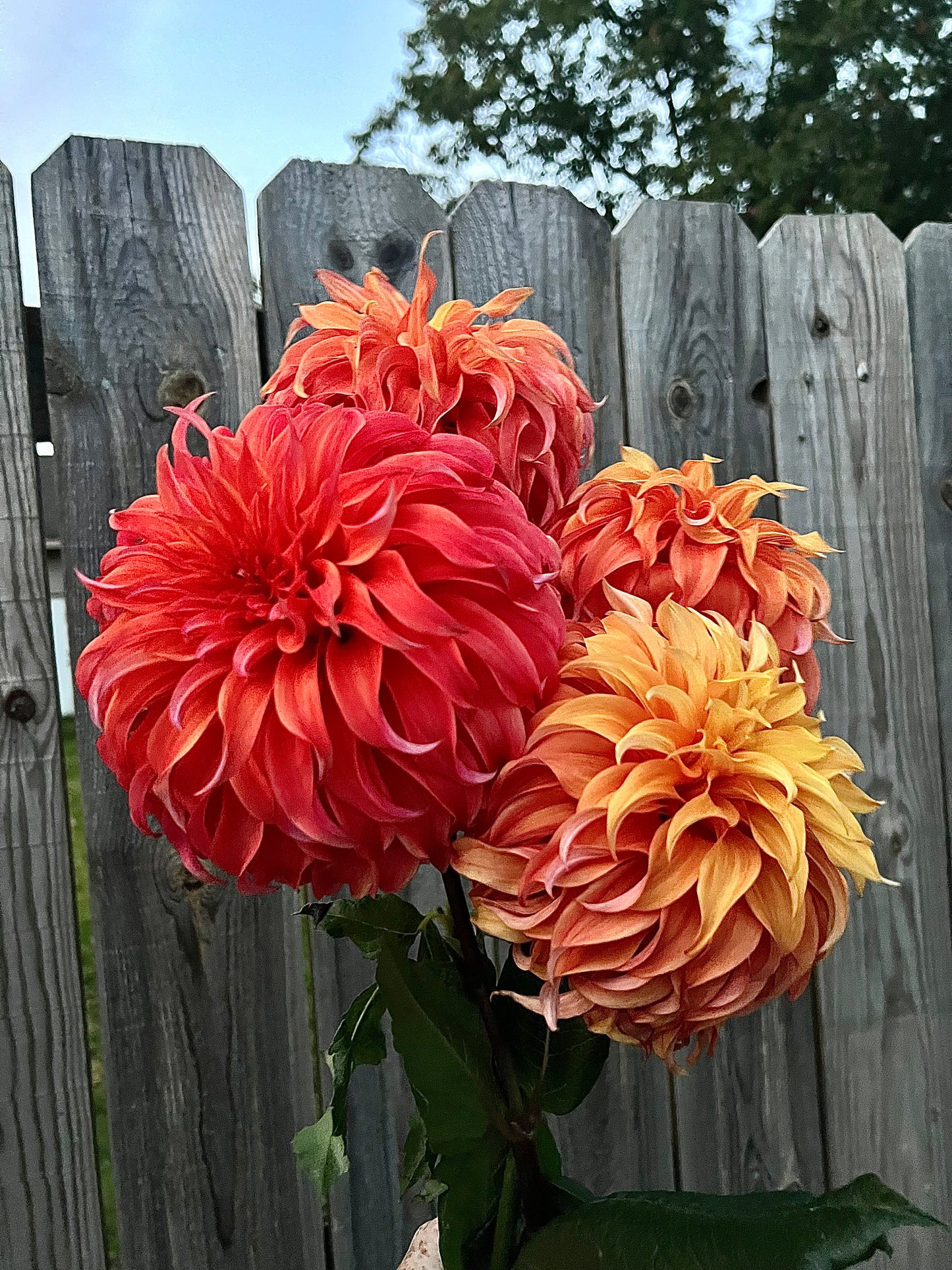 'Bloomquist Jean' Rooted Cutting