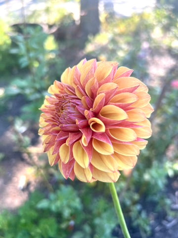 'Lee's Golden Raspberry' Rooted Cutting SPRING SHIP PRESALE