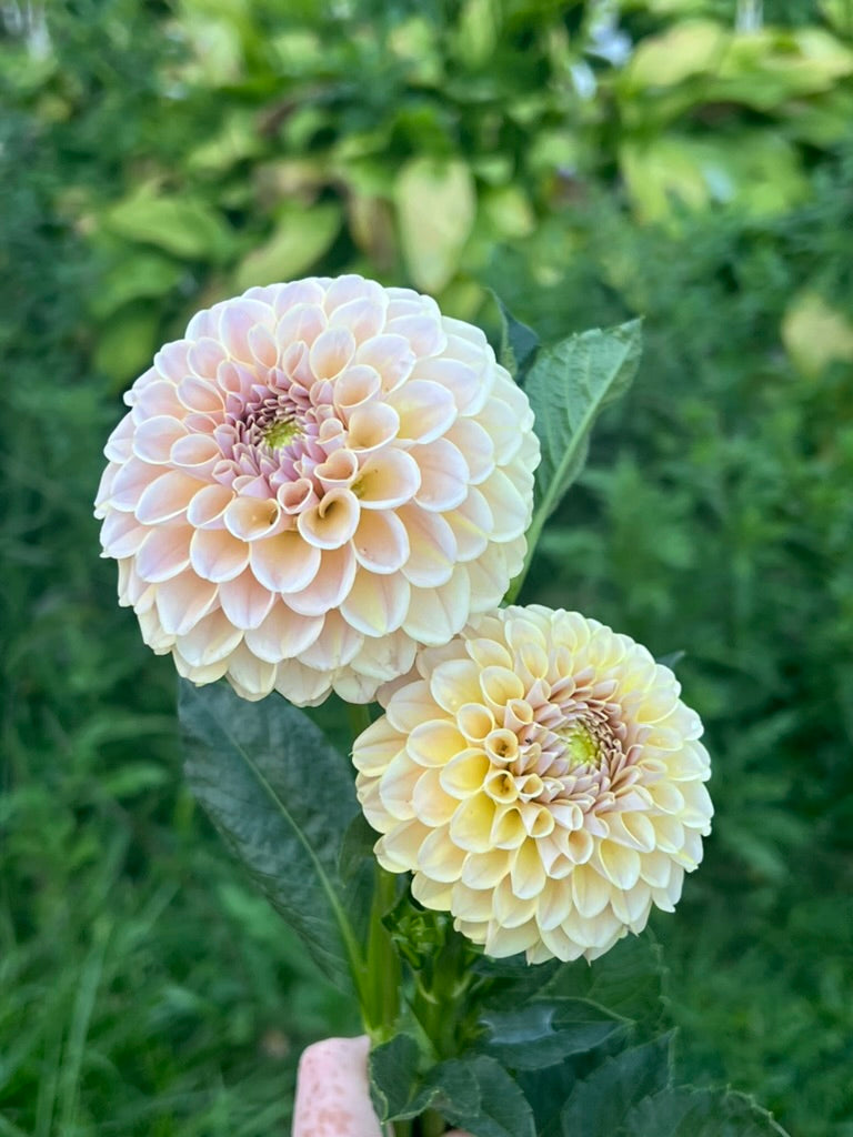 'KA's® Cinder Rose' Tuber