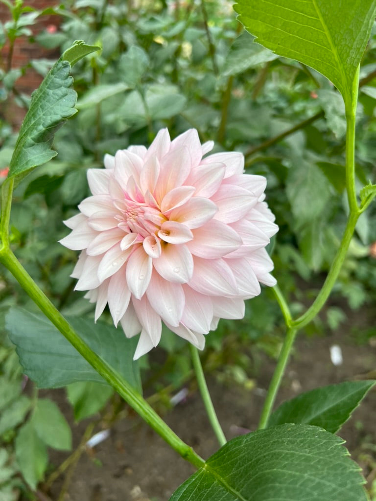 'KA's® Mocha Jake' Tuber