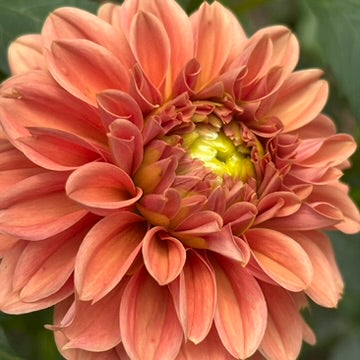'KA's® Apricot Jam' Tuber