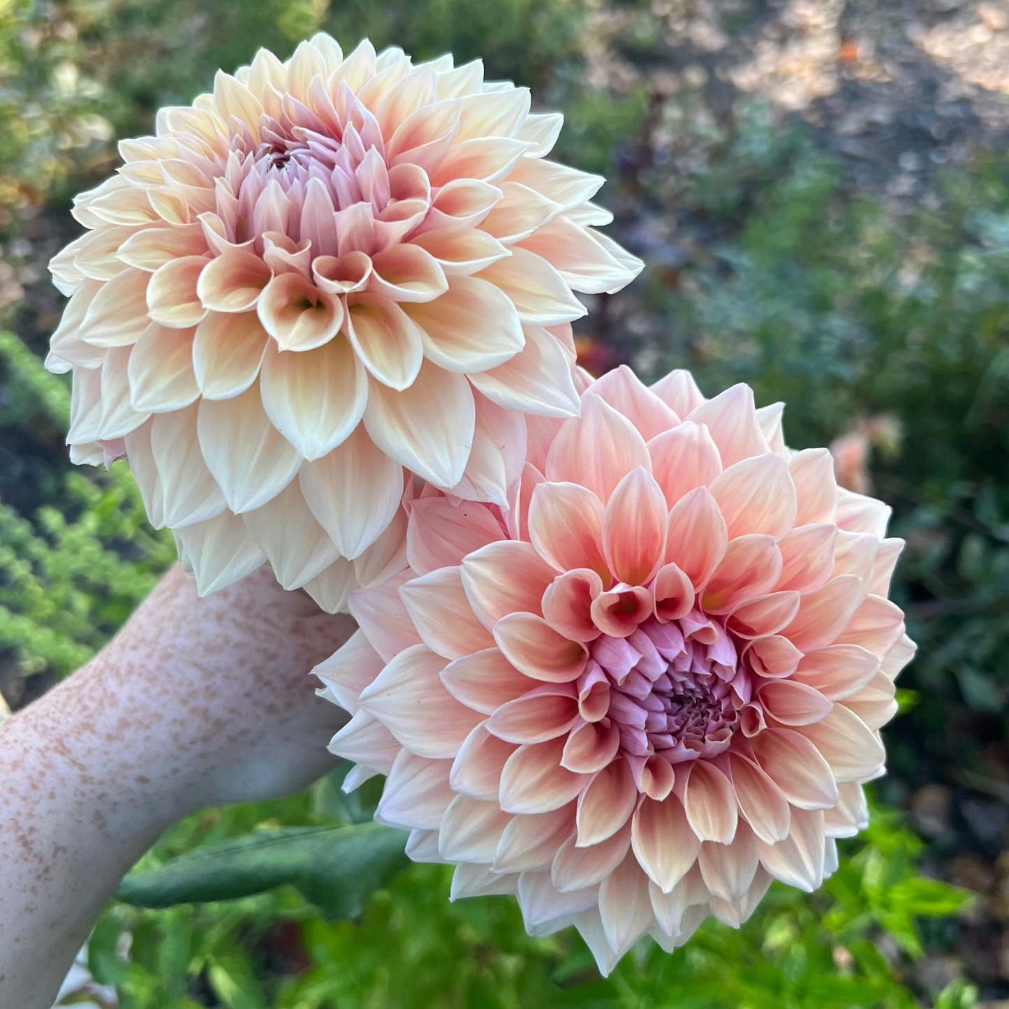 'West Coast' Tuber - Small 🇦🇺