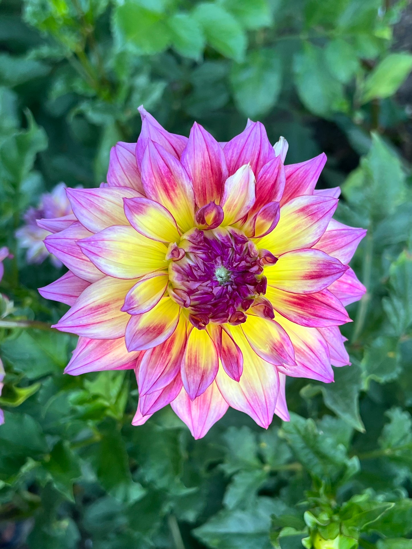 'Zoey Rey' Tuber