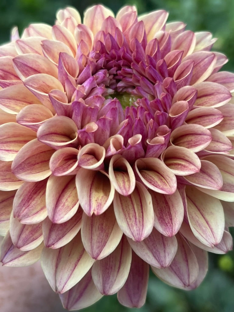'KA's® Rhubarb' Tuber