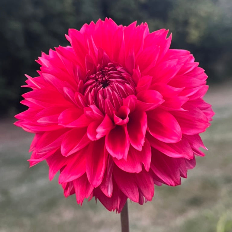 'Lee's Elmo' Tuber