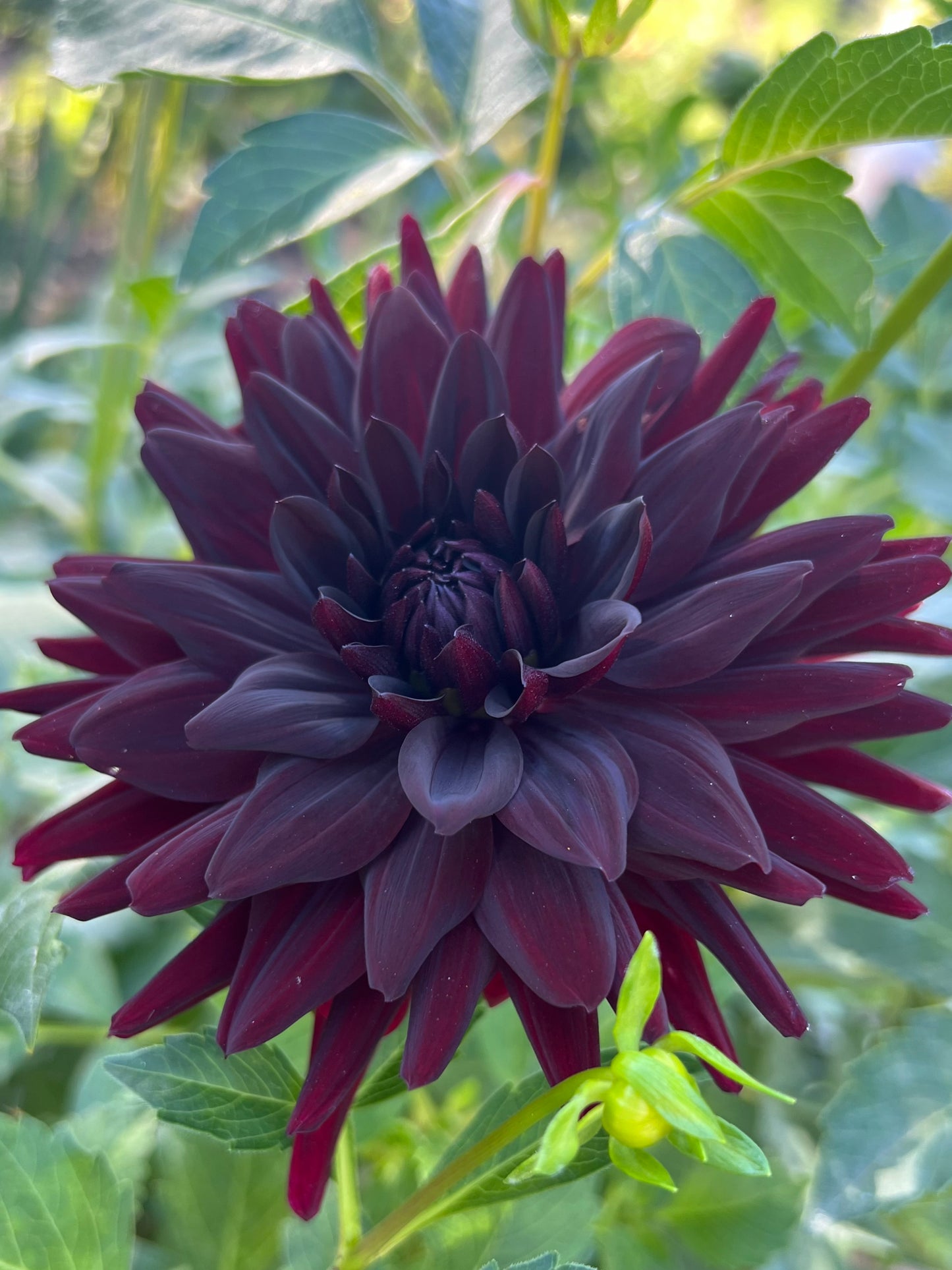 'Lesotho' Tuber