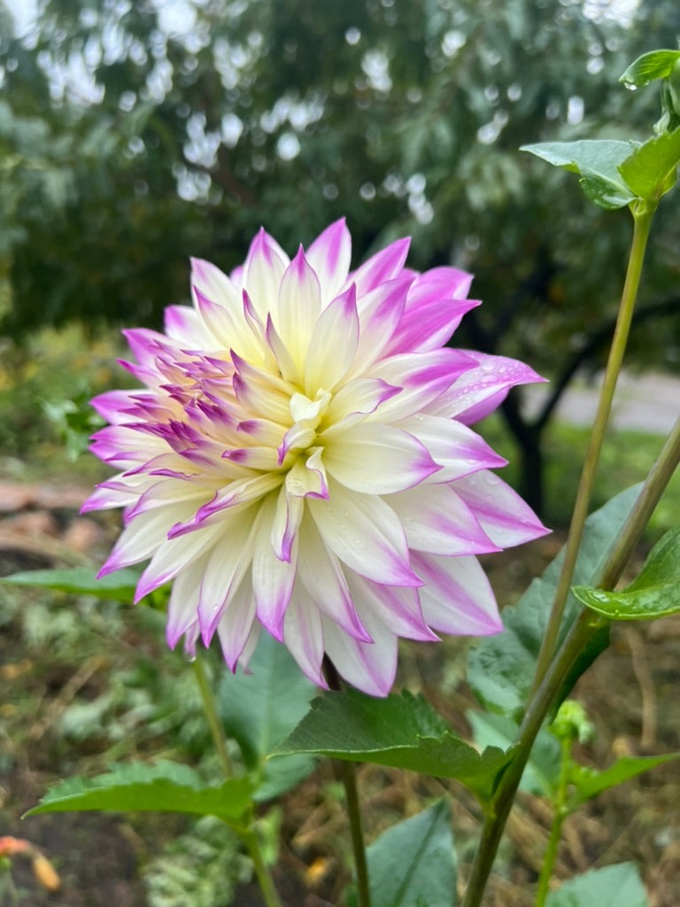 'Ferncliff Illusion' Tuber