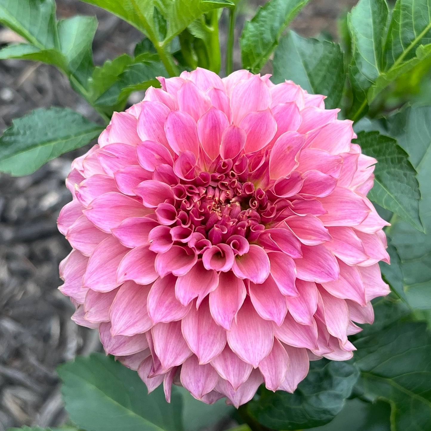 'KA's® Coral Sea' Tuber