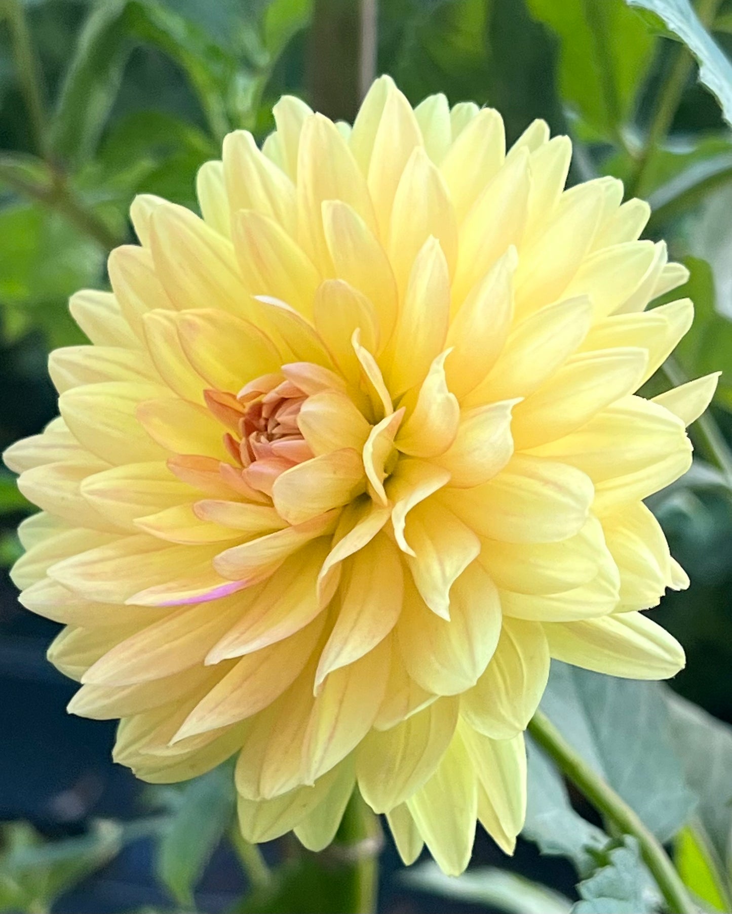 'Gabrielle Marie' Tuber